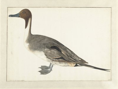 Drake Pintail alkotó: Rochus van Veen