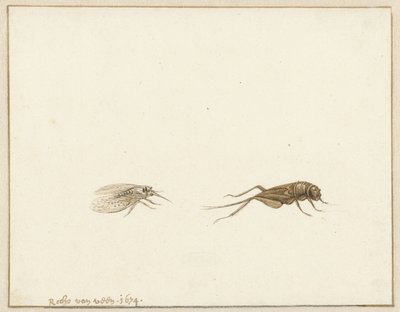 Két rovar alkotó: Rochus van Veen