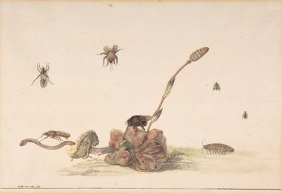Különféle rovarok egy gomba által, 1681. alkotó: Rochus van Veen
