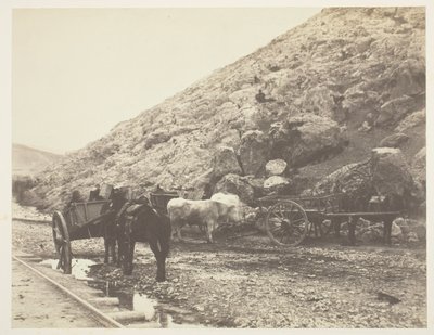 Szarvasmarhák és szekerek, Balaklava elhagyása alkotó: Roger Fenton