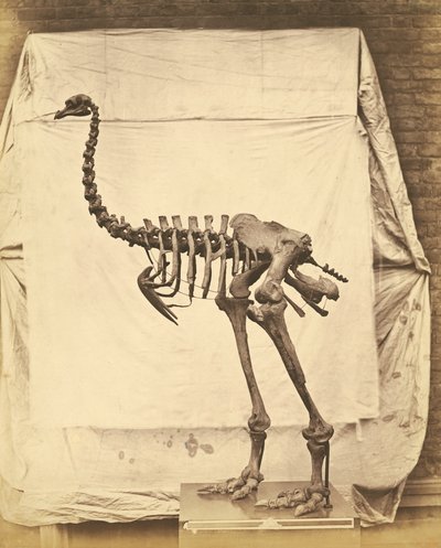 Dinornis Elephantopus Dinosaur alkotó: Roger Fenton