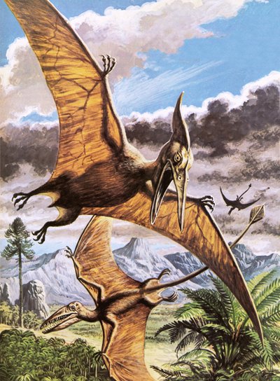 Pteranodon (fent) és Rhamphorhynchus (lent) alkotó: Roger Payne