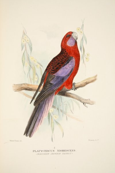 Northern Crimson Parrot, pub. 1916-os kézzel színezett metszet. alkotó: Roland Green