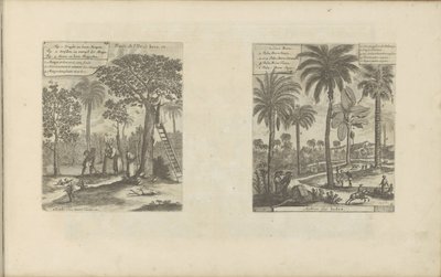 Landschappen mangobomen-t, kokos-en palmbomen-t tesz Jáva szigetének gyümölcsei stb. / India fái (cím a tárgyon) Kelet- és Nyugat-India és más helyek (sorozat címe) alkotó: Romeyn de Hooghe