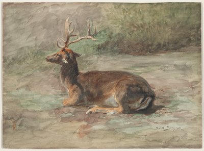Fekvő szarvas, 19. század második fele (akvarell és gouache grafiton) alkotó: Rosa Bonheur