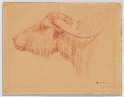 Vízibivaly alkotó: Rosa Bonheur