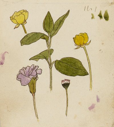 Virágok tanulmányozása - boglárka és margaréta alkotó: Rosa Brett