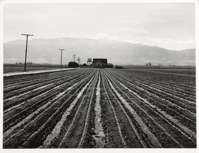 Young Lettuce, Salinas, California alkotó: Russell Lee