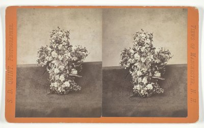 Cím nélkül [virágos tiszteletadás kereszt alakban], 19. század közepe. alkotó: S.D. Quint