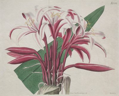 A Botanikai Magazin vagy a Virágoskert Megjelenítve: Stately Crinum alkotó: S. Curtis