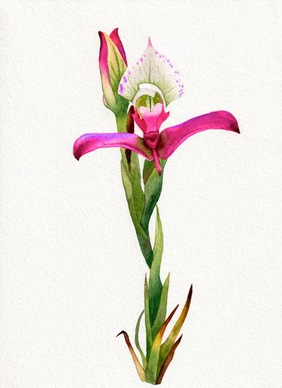 Rózsaszín orchidea virág alkotó: Salome