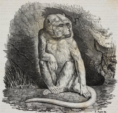 Albínó majom a Jardin des Plantes-ban, Párizs botanikus kertjében, Franciaország, Salvatore Puglia litográfiája a Poliorama Pittoresco-ból, január 14. 23. alkotó: Salvatore Puglia
