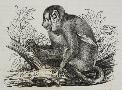 Éjszakai majom douroucoulis (Aotus trivirgatus), Salvatore Puglia litográfiája, Poliorama Pittoresco, 46. szám, június 25. alkotó: Salvatore Puglia