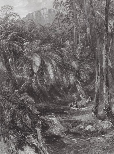 Ausztrália: Páfrányfenyő-völgy (metszet) alkotó: Samuel (after) Prout