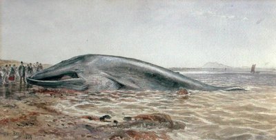 Az Aberlady-bálna, a Longriddy-öböl alkotó: Samuel Bough
