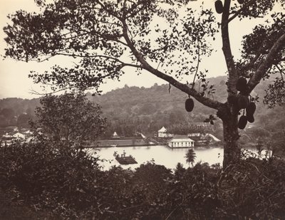 Egy kukucskáló az Upper Lake Roadról, amely a templomot és a szigetet mutatja a parkkal - gyümölcsfa az előtérben, 1865. alkotó: Samuel Bourne