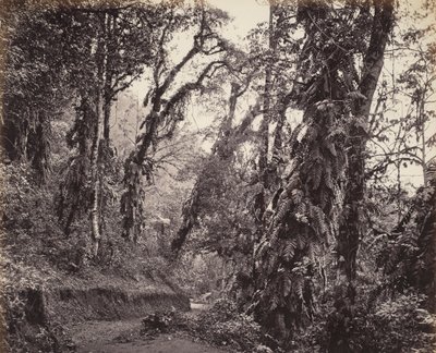 Darjeeling, Erdei jelenet kúszónövényekkel, a Tukvar úttal alkotó: Samuel Bourne