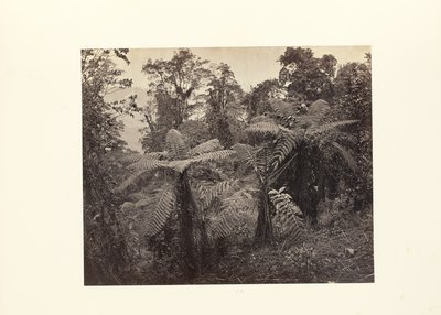 Darjeeling; Fapáfrányfenyő csoport Lebongnál alkotó: Samuel Bourne