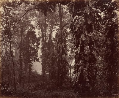 Darjeeling, India alkotó: Samuel Bourne