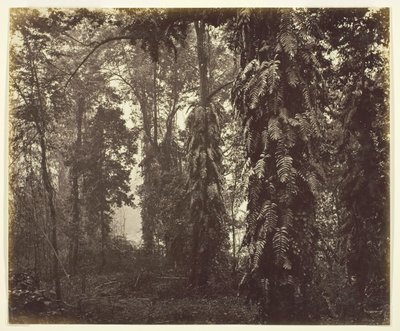Darjeeling, India, kb. 1865. alkotó: Samuel Bourne