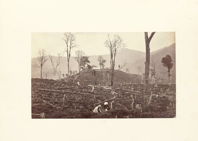 Darjeeling; Kilátás a Selim teabirtokra, a felső gyárral és bungalóval alkotó: Samuel Bourne