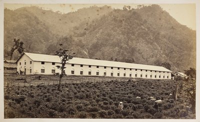 Selim Tea Estate, Darjeeling, az új gyár, alsó részleg,  a "Views of Darjeeling"-ből,  1860-80    (f/w fotó) alkotó: Samuel Bourne