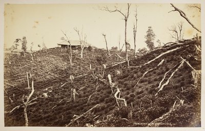 A Selim Tea Estate, Darjeeling,  a "Views of Darjeeling"-ből,  1860-1880,  (f/w fotó) alkotó: Samuel Bourne