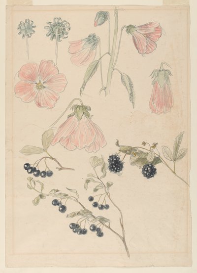 Botanikai részlettanulmányok: Hollyhocks, Blueberry és Blackberry alkotó: Samuel Colman
