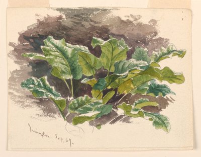Botanikai tanulmány alkotó: Samuel Colman