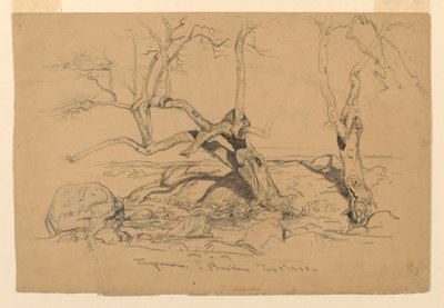 Rajz, tanulmányok. Fák, Santa Barbara, Kalifornia, 1888. február 3. alkotó: Samuel Colman