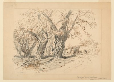 Rajz, tanulmány a Montezuma ciprusfái, Chapultepec park, Mexikó, A Montezuma ciprusfákhoz alkotó: Samuel Colman