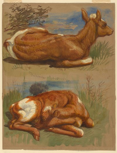 Rajz, Három tanulmány borjakról, Stockbridge, 1876. július 7. alkotó: Samuel Colman