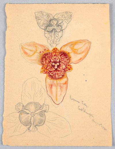 Japán liliom, East Hampton alkotó: Samuel Colman