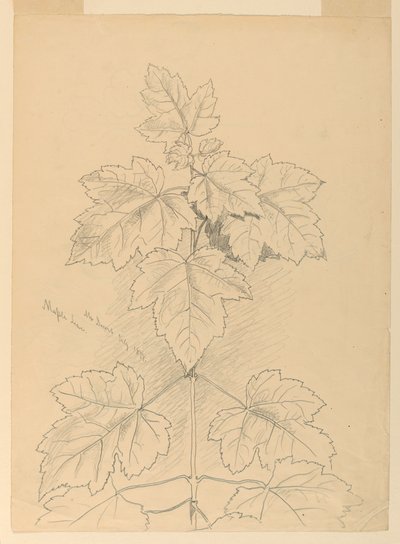 Maple Leaves, Mt. Desert alkotó: Samuel Colman