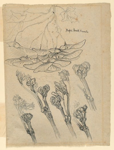 Juharmag edények alkotó: Samuel Colman