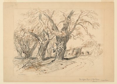 Tanulmány a Montezuma ciprusfáihoz, a Chapultepeci park, Mexikó alkotó: Samuel Colman