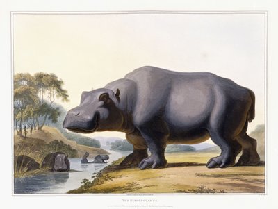 A víziló, 1804 alkotó: Samuel Daniell
