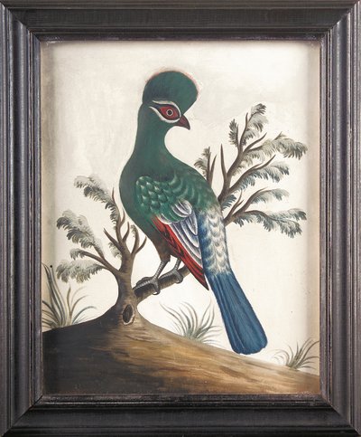 Touraco, 1750 körül alkotó: Samuel Dixon
