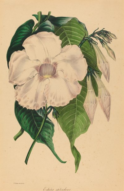 Fényesen ragyogsz alkotó: Samuel Holden