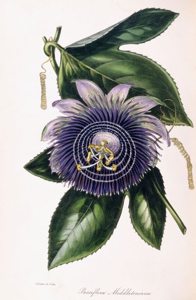 Passiflora Middletoniana, 1834-1849 körül alkotó: Samuel Holden