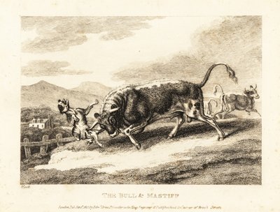 Egy bika agyondúl egy kutyát a mezőn. 1811 (rézkarc) alkotó: Samuel Howitt