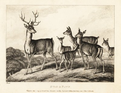 Egy szarvas szarvas és őzikék. Szarvas és őz. 1811 (rézkarc) alkotó: Samuel Howitt