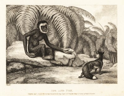 Egy farkatlan majom kér egy rókától a farkát. Majom és róka. 1811 (rézkarc) alkotó: Samuel Howitt