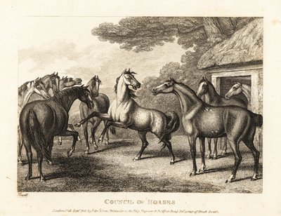 Egy fiatal csikó lázadást próbál szítani az istállóban. 1811 (rézkarc) alkotó: Samuel Howitt