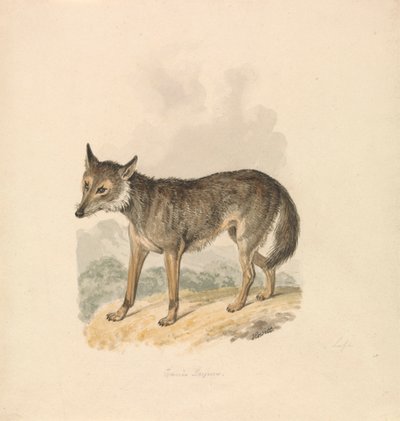 Canis Lupus, vagy Szürke Farkas alkotó: Samuel Howitt