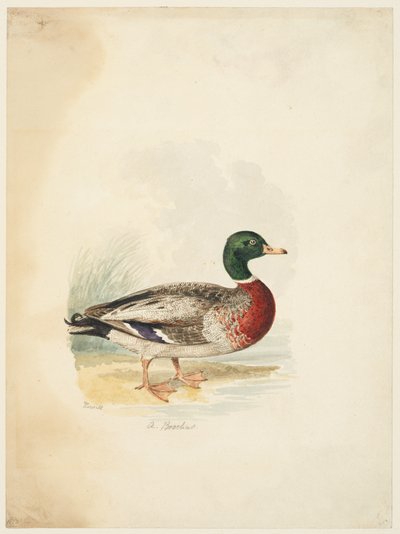 Kacsa - Anas boschas (recto), 1813-22 körül (grafit, toll és barna tinta és akvarell, grafit szőtt papíron) alkotó: Samuel Howitt