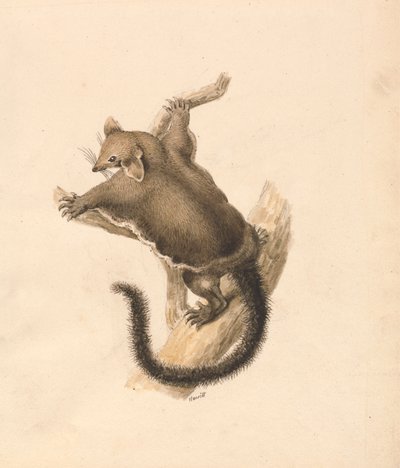 Repülő mókus alkotó: Samuel Howitt