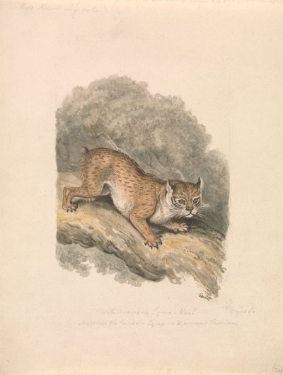 Észak-amerikai hiúz alkotó: Samuel Howitt