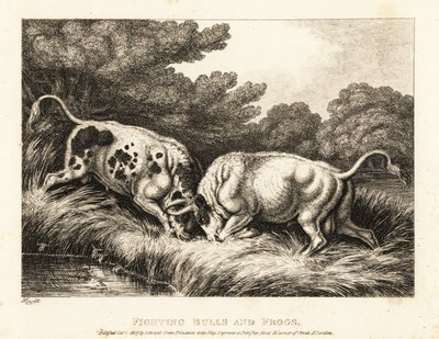 Két bika zárja szarvát egy békákkal teli tó közelében. 1811 (rézkarc) alkotó: Samuel Howitt