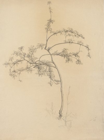 Virágzó fa, 1884 (grafit súrolópapíron) alkotó: Samuel Isham